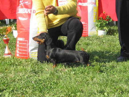 mini Golf Ipse - Turkeve CAC Show: Junior Best in Show Br: Hartmann Gyrgy (H)