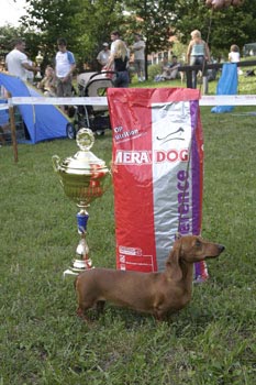 Grandgables Odds In Favour - Mera dog Cupp 1. -Hunting Dogs Show,Nagyvzsony,-Judge: Dr.Jakkel Tams