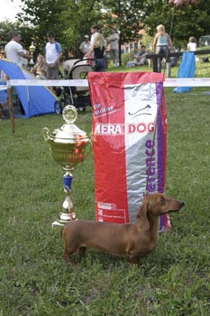 Grandgables Odds In Favour -Junior Best in Show. -Hunting Dogs Show,Nagyvázsony,-Judge: Dr.Jakkel Tamás