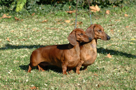 Euch,Dbdsg Cyberdachs Apache Longbow & Euch,Dbdsg Cyberdachs Alice Wonder