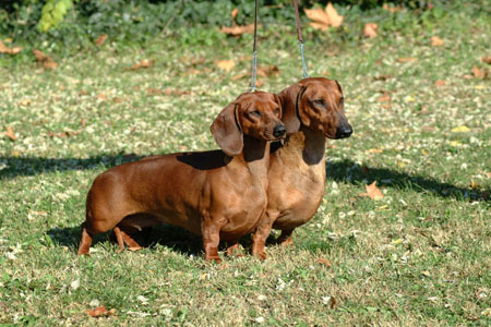 Euch,Dbdsg Cyberdachs Apache Longbow & Euch,Dbdsg Cyberdachs Alice Wonder