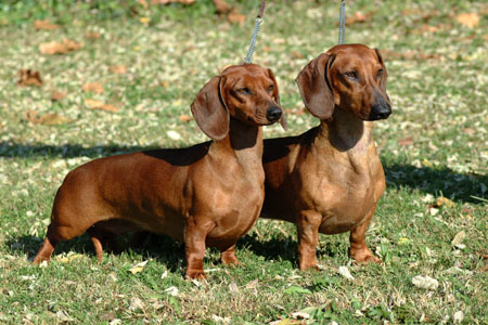 Euch,Dbdsg Cyberdachs Apache Longbow & Euch,Dbdsg Cyberdachs Alice Wonder