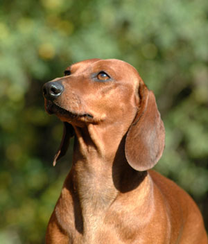 Euch Dbdsg Cyberdachs Alice Wonder 