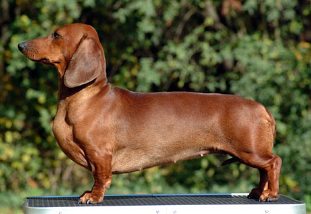 Euch Dbdsg Cyberdachs Alice Wonder 