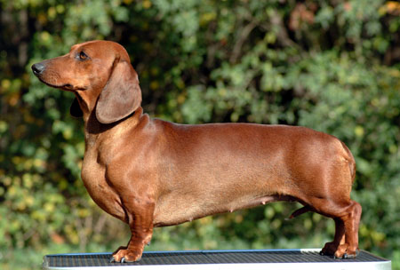 Euch Dbdsg Cyberdachs Alice Wonder 