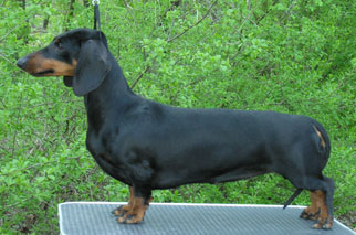 Cyberdachs Christmas Present