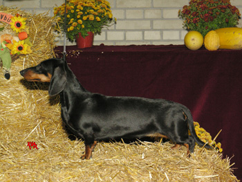 Cyberdachs Donna La Bonita 