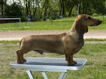 Cyberdachs Enzo Ferrari