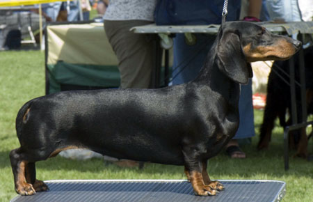 Cyberdachs Christmas Present