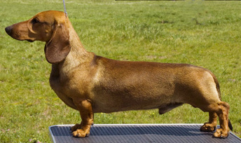 Cyberdachs Enzo Ferrari