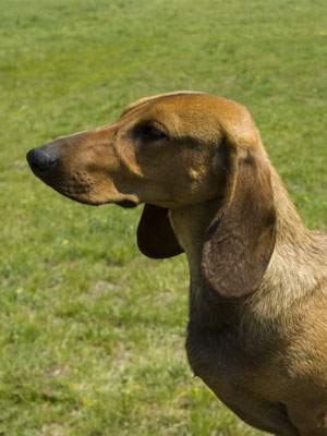 Eujch Cyberdachs Enzo Ferrari