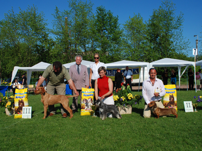 Miskolc CAC Show---Res.Junior Best in Show- Judge: Miklos Levente(H)
