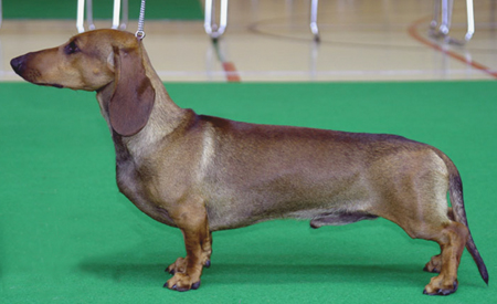 Eujch Cyberdachs Enzo Ferrari