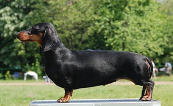 Cyberdachs Donna La Bonita 