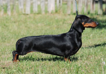 Cyberdachs Donna La Bonita 