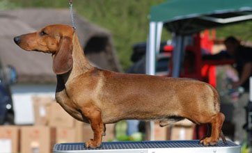 Cyberdachs Enzo Ferrari