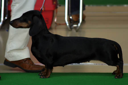 Wjch Cyberdachs Donna La Bonita