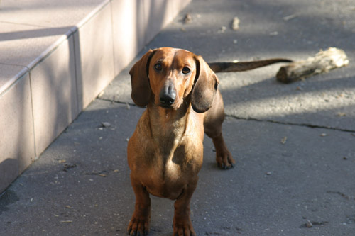 EUJCH Cyberdachs Apache Longbow 