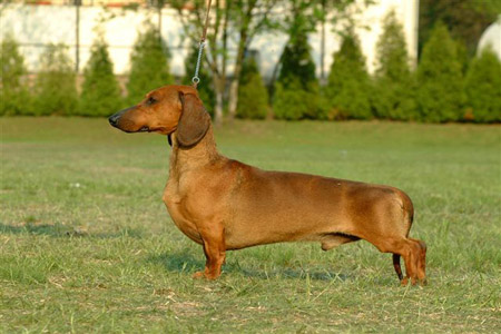 Euch,2xDbdsg Cyberdachs Apache Longbow