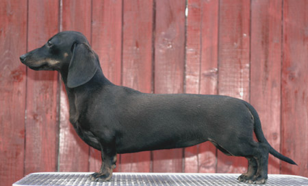 Cyberdachs mini Baby  Face