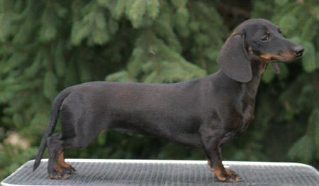 Cyberdachs mini Baby  Face