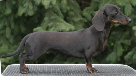 Cyberdachs mini Baby  Face