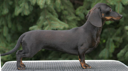 Cyberdachs mini Baby  Face