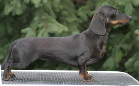 Cyberdachs mini Baby  Face