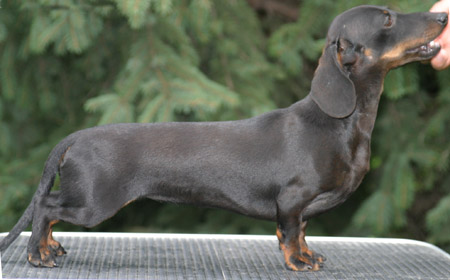 Cyberdachs mini Baby  Face