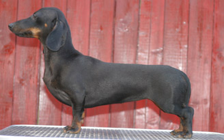 Cyberdachs mini Barbie Girl  - More Informations