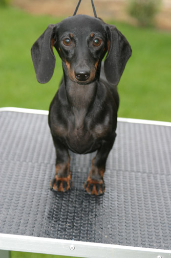 Cyberdachs mini Barbie Girl