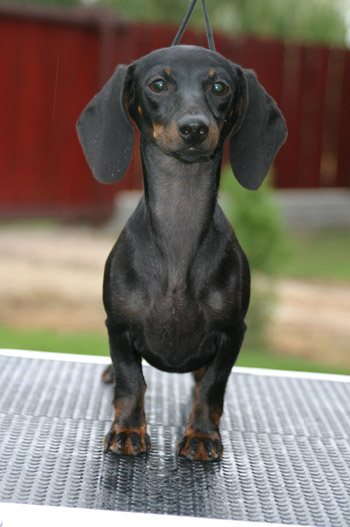 Cyberdachs mini Barbie Girl