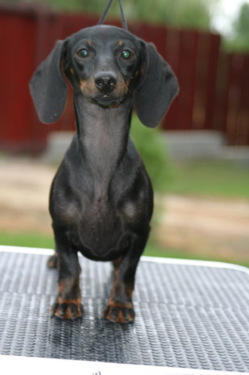 Cyberdachs mini Barbie Girl