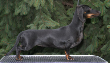 Cyberdachs mini Barbie Girl