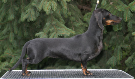 Cyberdachs mini Barbie Girl