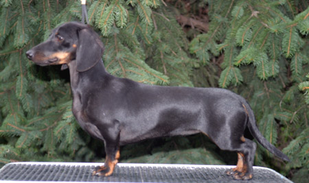 Cyberdachs mini Barbie Girl