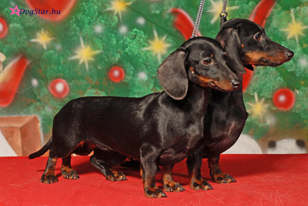 Cyberdachs mini Baby Face & Barbie Girl