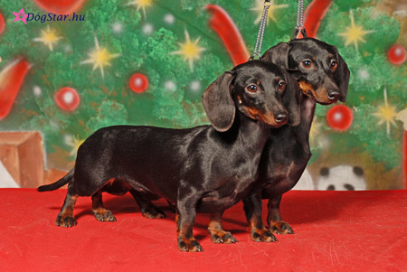 Cyberdachs mini Baby Face & Barbie Girl