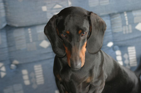 Cyberdachs Christmas Present