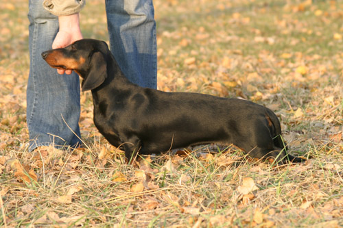 Wjch Cyberdachs Donna La Bonita