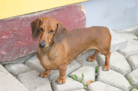 CH Ilex vom Golf - 2008