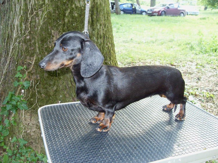 Cyberdachs Kennel-Smoothhaired Dachshund Kennel ... Cyberdachs Kennel-Smoothhaired Dachshund Kennel ...