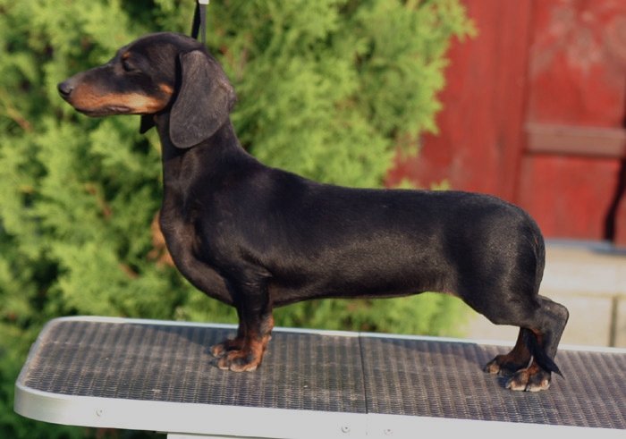 Cyberdachs Kennel-Smoothhaired Dachshund Kennel ... Cyberdachs Kennel-Smoothhaired Dachshund Kennel ...