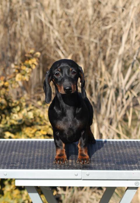 dachshund puppies ta cyberdachs kennel smoothhaired dachshund kennel dachshund dachshund puppies ta cyberdachs kennel smoothhaired dachshund kennel dachshund