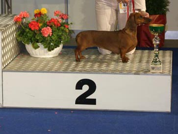 Euch Dbdsg Cyberdachs Alice Wonder - European Champion 2005 ,BOB,BOG2.  Judge: Horst Kliebenstein (D) , Group Judge : Hans Mller (CH)