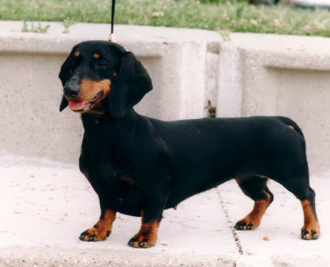 Multi Ch Ribizli vom Golf 