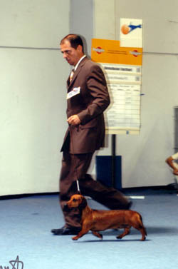 Dbdsg Okos vom Golf -World Dog Show 2003 - CAC, Res. CACIB  Judge: Dorothea Witkowska (PL)