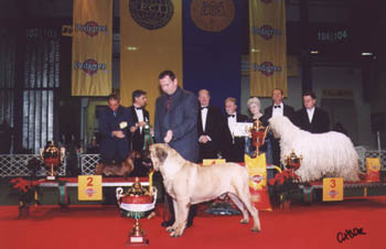 O-Men vom Golf - Champion Show  2002 -  Dog of the Year 2002 II. - Res. Best in Show 