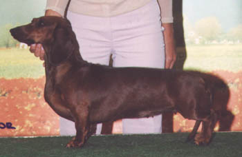 Eujch Bonjour vom Golf - World Dog Show 2002 Paris - CAC , Res. CACIB