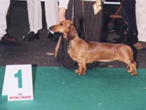 Dbdsg Okos vom Golf - European Dog Show 2002 - CAC, Res. CACIB 